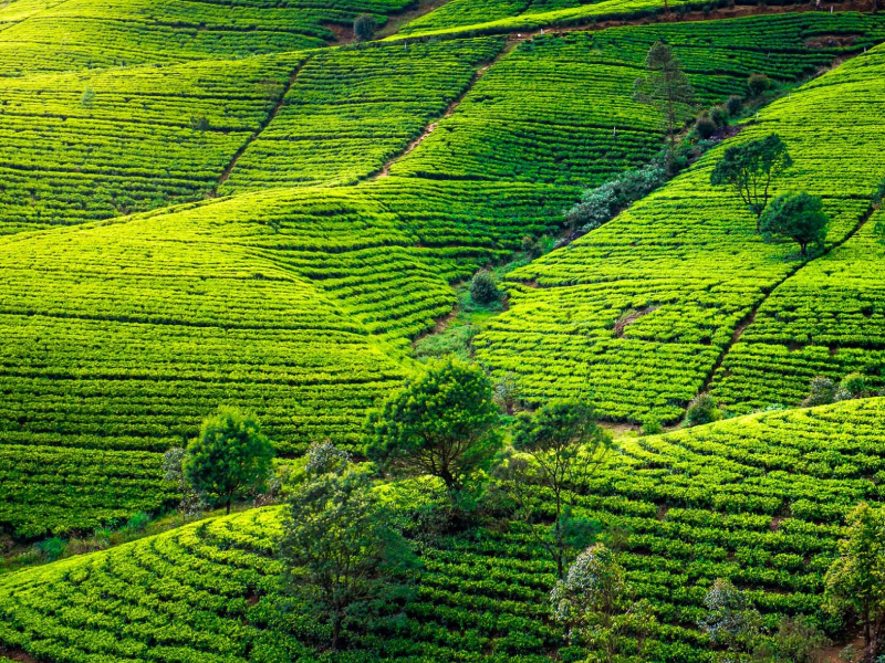 Tea Plantations